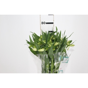 ALSTROEMERIA AKEMI 080 CM