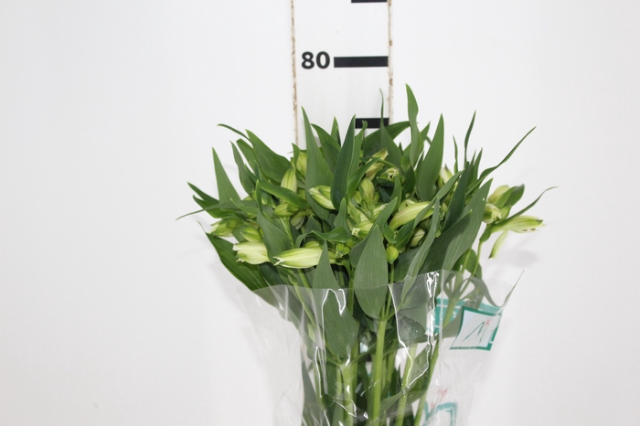 <h4>ALSTROEMERIA AKEMI 080 CM</h4>