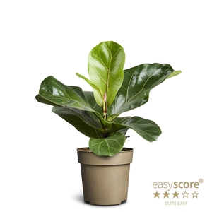 FICUS LYRATA P11