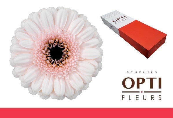 <h4>Germini Kokomo Doos</h4>