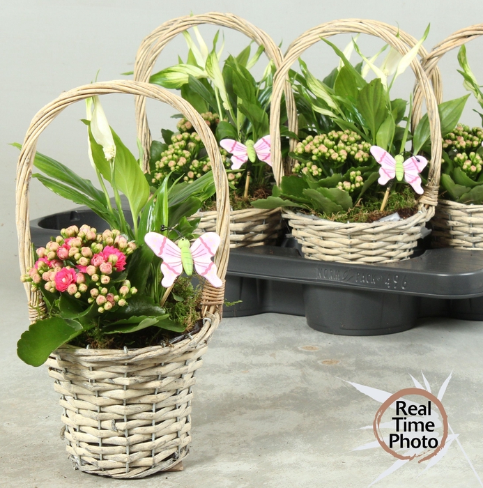 <h4>ARR KAMERPL</h4>