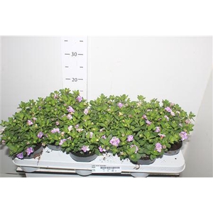 Calib Minif Lavender