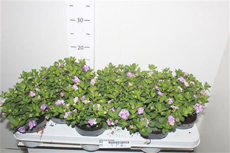 <h4>Calib Minif Lavender</h4>