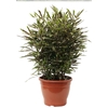 ARALIA ELEGANTISSIMA P11