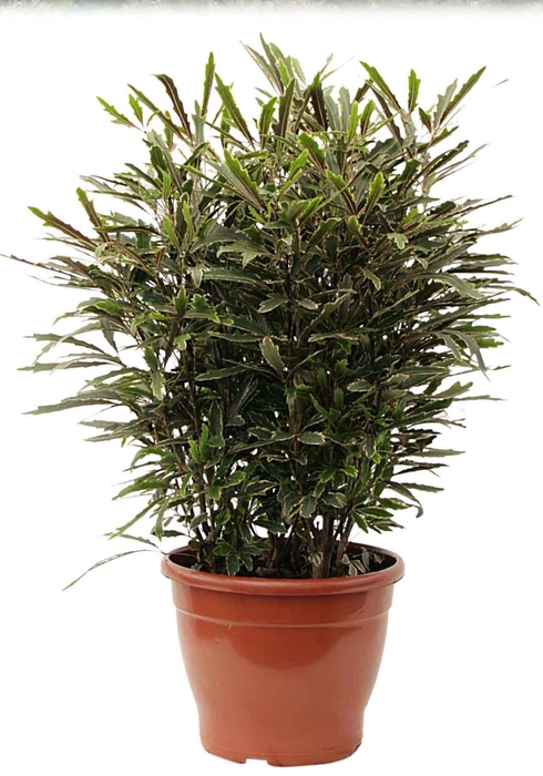 ARALIA ELEGANTISSIMA P11