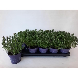 Lavandula stoechas Toscane 12Ø 25cm