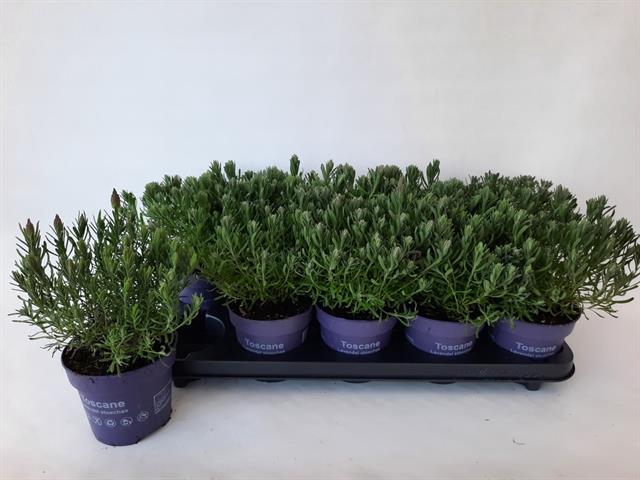 Lavandula stoechas Toscane 12Ø 25cm