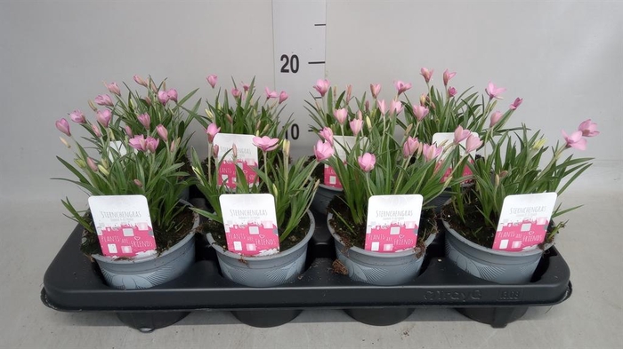 <h4>Rhodohypoxis baurii</h4>