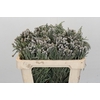 Kaaps Groen Silver Brunia