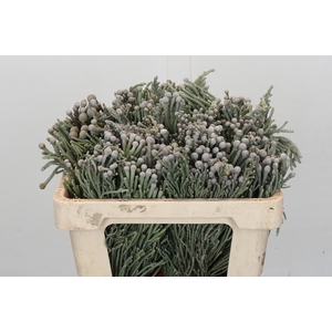 Kaaps Groen Silver Brunia