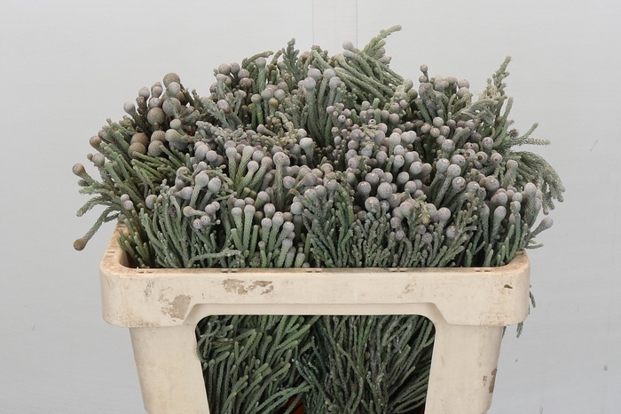 <h4>Kaaps Groen Silver Brunia</h4>