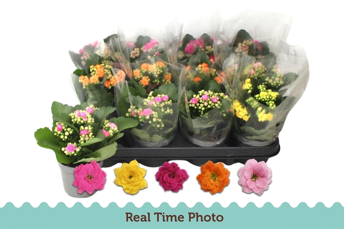 <h4>KAL GE GEM 5 KL</h4>