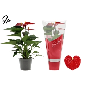 Anthurium 9 cm Micra in Couture sleeve