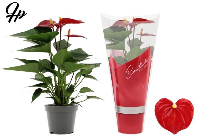 <h4>Anthurium 9 cm Micra in Couture sleeve</h4>