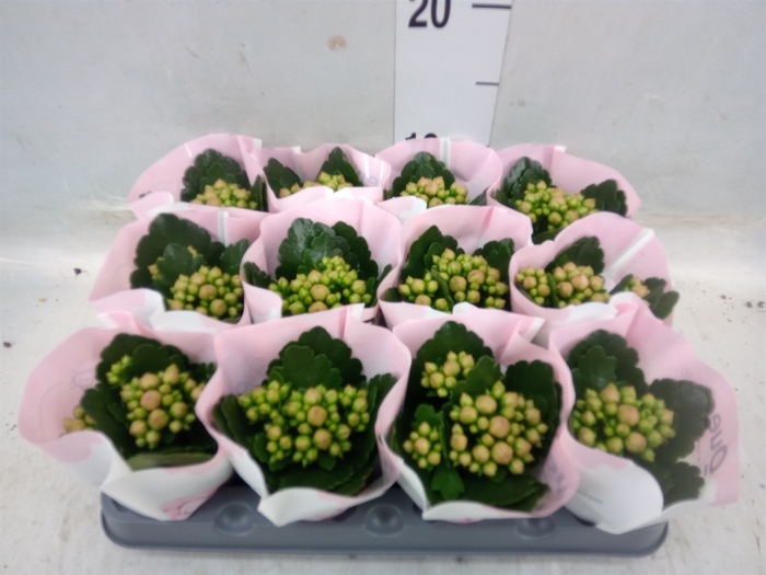 <h4>Kalanchoe  'MoreFlow Lillian'</h4>