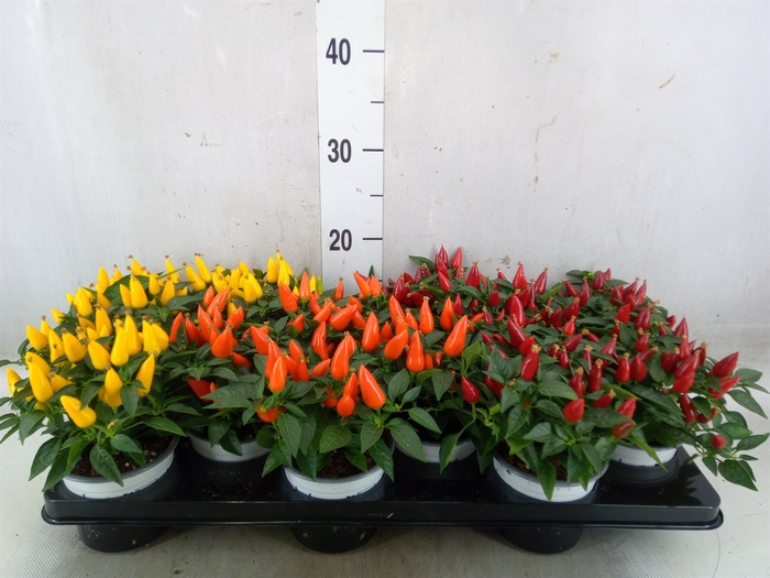 <h4>Capsicum annuum 'Joker'</h4>