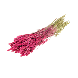 Triticum cerise