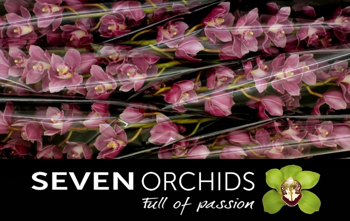 <h4>CYMB T BRAEMAR</h4>