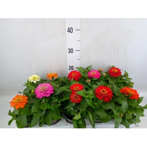 Zinnia   ...mix
