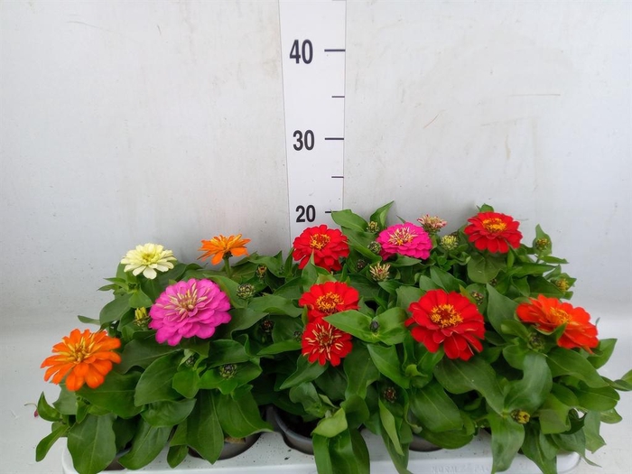 <h4>Zinnia   ...mix</h4>