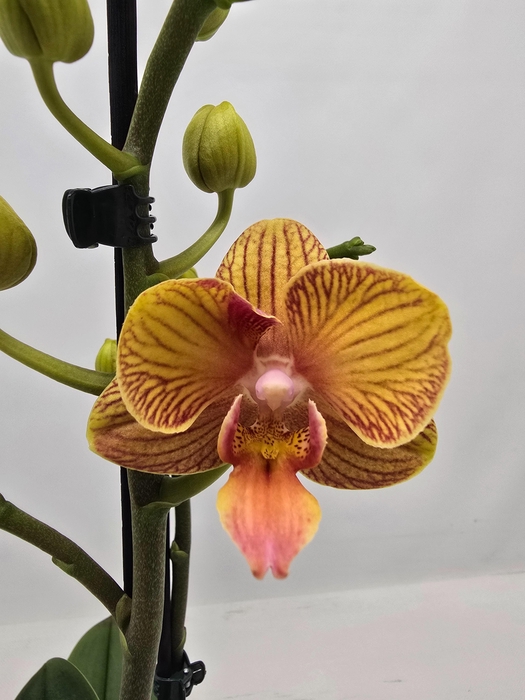 <h4>Limited 31 week 9</h4>