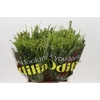 BQ Cape Greenmix