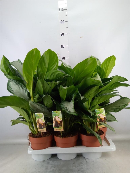 <h4>Aglaonema  'Silver Bay'</h4>