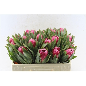 Protea Brenda