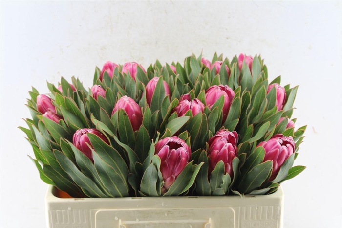 <h4>Protea Brenda</h4>