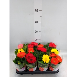 Gerbera  'Colourgame'   ...mix