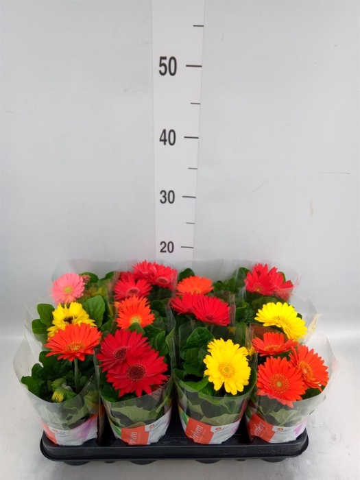 <h4>Gerbera  'Colourgame'   ...mix</h4>