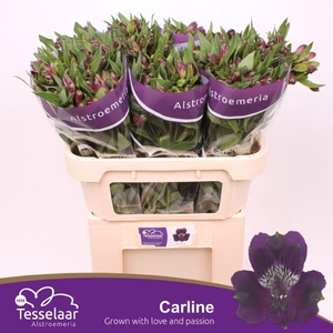 Alstr Carline
