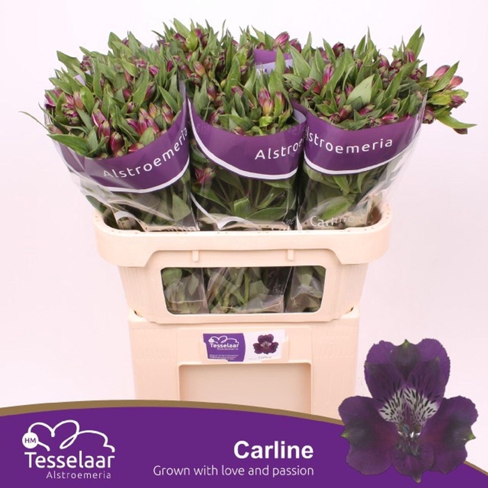<h4>Alstr Carline</h4>