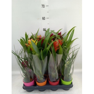Bromelia   ...mix
