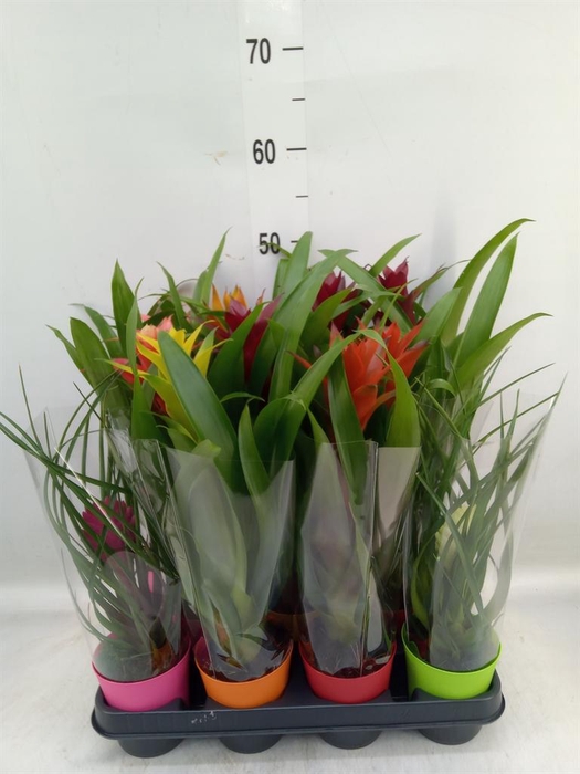 <h4>Bromelia   ...mix</h4>