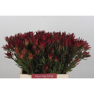 Leucadendron Blush Spray