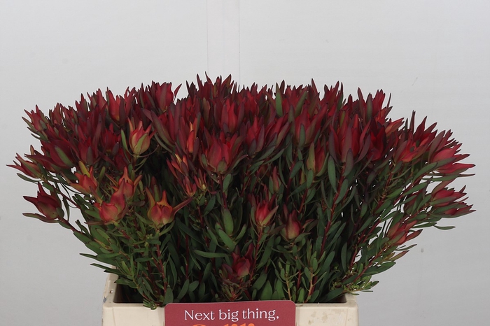 Leucadendron Blush Spray