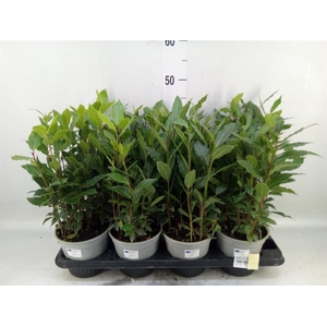 Laurus nobilis