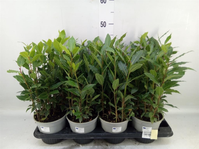 <h4>Laurus nobilis</h4>