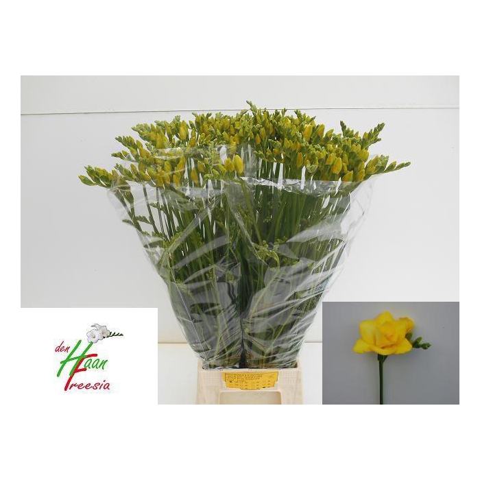 <h4>Fr Du Boulevard</h4>