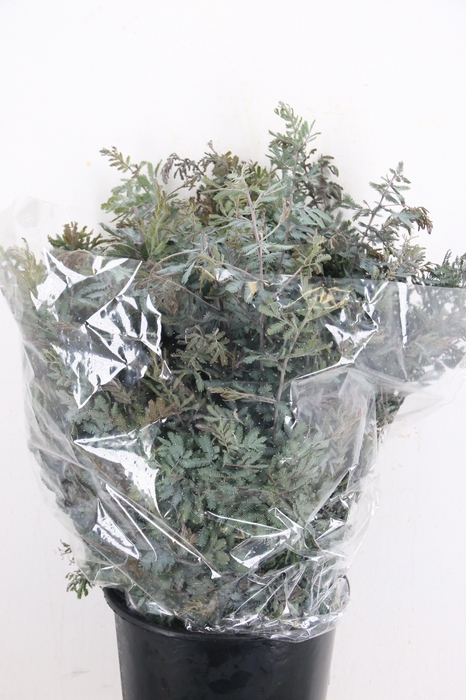<h4>ACACIA BL B PURP BS</h4>