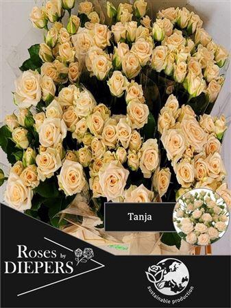 <h4>R Tr Tanja</h4>