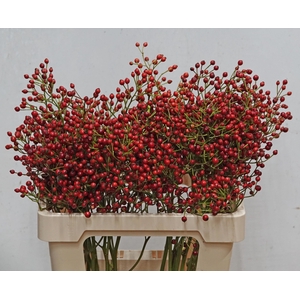 ROSA F AUTUMN SPIRIT