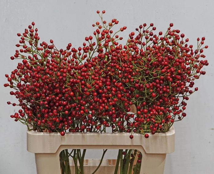 <h4>ROSA F AUTUMN SPIRIT</h4>