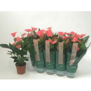 ANTHU AN SWEET DREAM