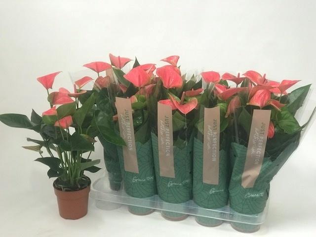 <h4>ANTHU AN SWEET DREAM</h4>