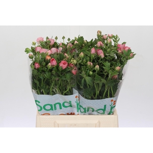 Ranunculus Magical Strawberry