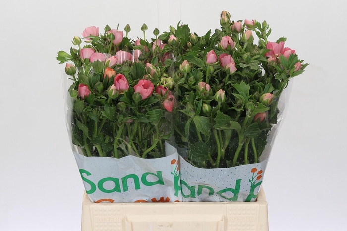 <h4>RANUNCULUS MAGICAL STRAWBERRY</h4>