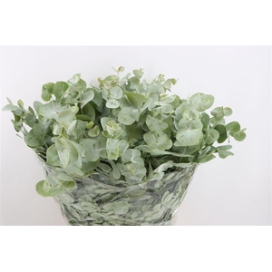 Euca Nicoly 300gr P Bunch