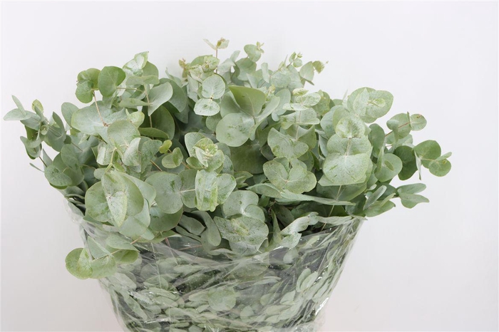 <h4>Euca Nicoly 300gr P Bunch</h4>
